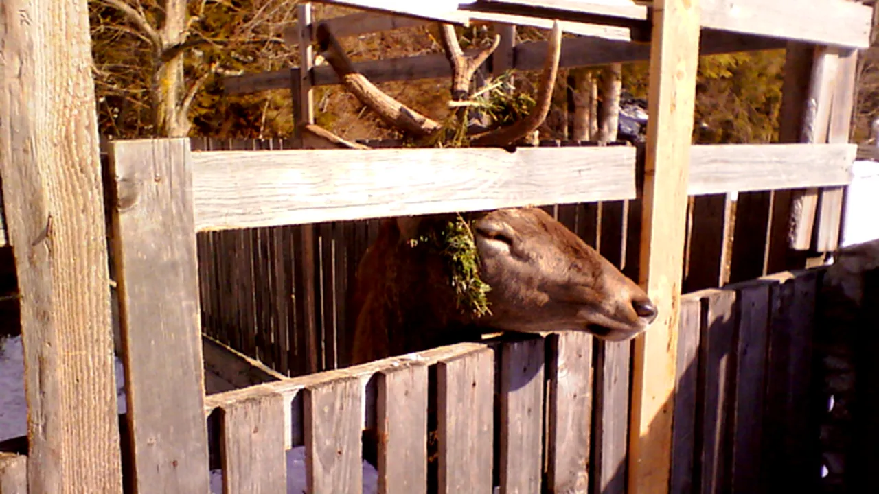 Cerb cu sârme în coarne, ţinut captiv la o pensiune din Moeciu. Poliţie: Animalul venea singur în ţarc, după hrană - FOTO