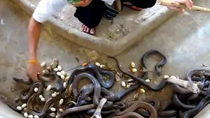 Cel mai periculos job din lume? Un tânăr face curat în groapa şerpilor, înconjurat de sute de cobre - VIDEO
