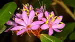 O nouă specie de plantă a fost descoperită în Australia și este deja în pericol de dispariție