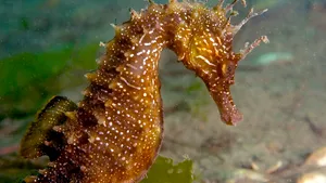 VIDEO Căluţii de mare, „cele mai fidele vietăţi din lume”. La acvariul din Sydney s-au născut recent peste 100 de bebeluşi 