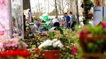 Simfonia Lalelelor aduce la Pitești floriști din toată țara