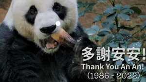 An An, cel mai bătrân panda uriaş mascul din lume, a murit la vârsta de 35 de ani, echivalentul a 105 ani pentru oameni