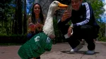 Dezamăgire pentru fanii Mexicului: rățoiul Merlin nu a fost lăsat să intre pe stadion