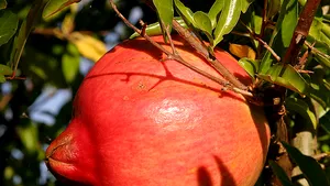 Sucul de rodii ar putea încetini răspândirea cancerului în organism