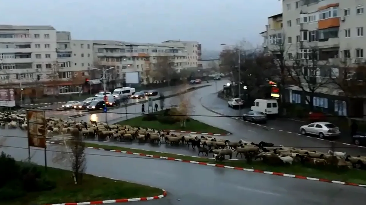 Sute de oi au blocat traficul din centrul Alexandriei. Imaginile, virale pe reţelele de socializare. VIDEO
