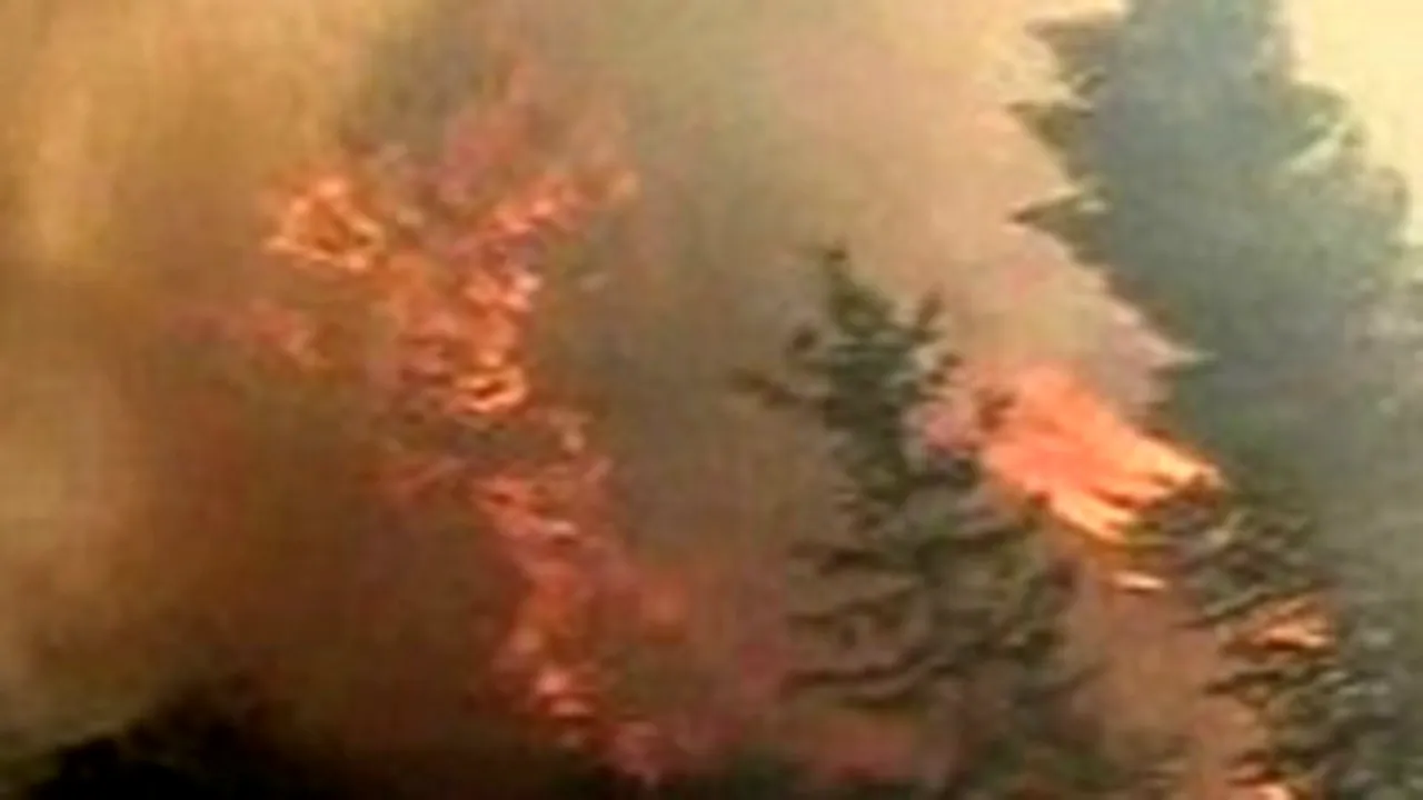 Cluj: Incendiul în care au ars 20 de hectare de pădure a fost stins