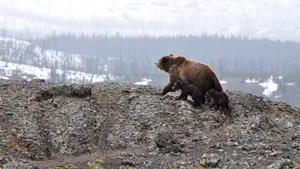 VIDEO Un bărbat a alertat autorităţile, după ce ar fi văzut un urs, în cel mai mare parc din Sibiu