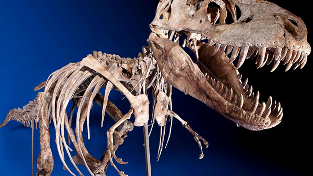 Un schelet de Tyrannosaurus, vândut pentru 1,05 milioane de dolari