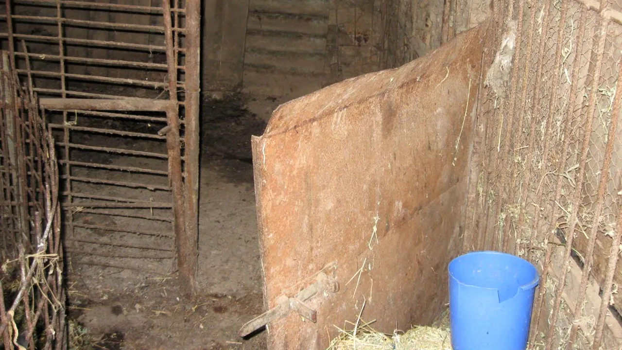 Gândul: 100 de zile de TEROARE între Dunăre şi Tisa. Cum a băgat PESTA PORCINĂ AFRICANĂ în carantină jumătate din România