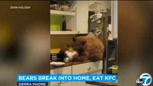 VIDEO. Cu ursul în bucătărie: a spart o casă pentru a se desfăta cu fast-food