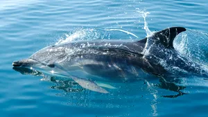 Peste 80% din delfinii existenţi în 1950 în Oceanul Indian au fost ucişi de pescuitul comercial