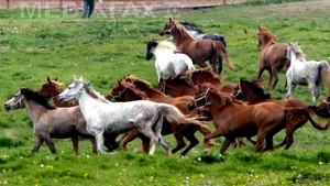 Romsilva vinde 300 de cai pe an, la un preţ mediu de 3.200 de lei. Cererea scade de la an la an