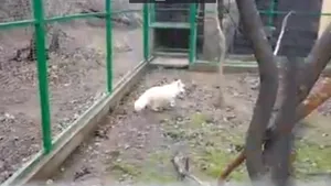 O vulpe polară s-a plimbat mai multe ore pe străzile din Constanţa, după ce a evadat din microrezervaţie. Unde a fost GĂSIT animalul - VIDEO