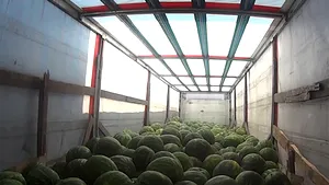 Direcţia Antifraudă: Principalul furnizor de fructe şi legume al marilor magazine a făcut evaziune de 24 milioane de euro - VIDEO