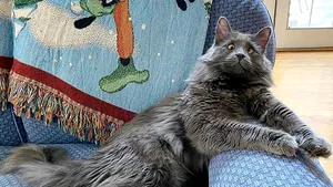 Belarus, un motan care suferă de strabism, a devenit vedetă pe Instagram. Cauza nobilă pentru care sunt folosiţi banii strânşi de felină | GALERIE FOTO