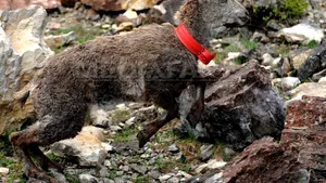 Un american a murit ucis de capra pe care voia să o vâneze