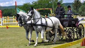 Cai de zeci de mii de euro concurează la Campionatul Naţional de atelaje de la Herghelia Beclean - FOTO