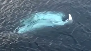 Imagini rare cu diavolul de mare gigant Manta Ray