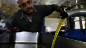 Un compus din uleiul de măsline ucide celulele canceroase, fără să le afecteze pe cele sănătoase