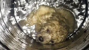 Un câine blocat într-o conductă a fost salvat de pompieri. Aceştia au găurit asfaltul şi conducta