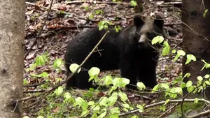 VIDEO Un angajat Romsilva a filmat momentul întâlnirii cu un urs într-o pădure din Rezervaţia Călimani