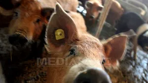 Furaje contaminate, de provenienţă românească şi sârbă, au fost descoperite în Olanda