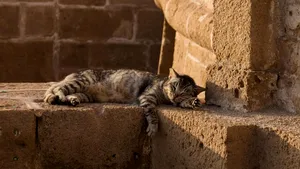 Atenție la litieră! Medicii veterinari transmit un avertisment urgent pentru proprietarii de pisici