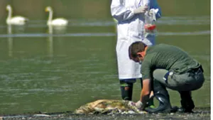 Încălzirea climei contribuie la răspândirea maladiilor mortale