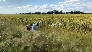 Noi probe în cazul crimelor din Caracal, căutate într-un lan de floarea soarelui din localitate 