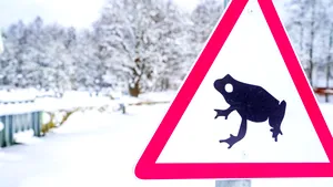 O stradă aglomerată din Estonia, închisă pe timp de noapte pentru a apăra o specie de amfibieni
