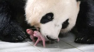 O grădină zoologică din Coreea de Sud a anunţat naşterea primilor gemeni de panda gigant