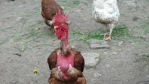 De ce îşi pierde penele găina cu gât golaş din Transilvania