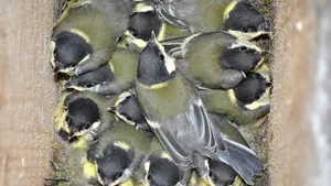 Cuiburile amplasate de Societatea Ornitologică la Cluj, ocupate de piţigoi, grauri, dar şi de pârşul cu coadă stufoasă - FOTO