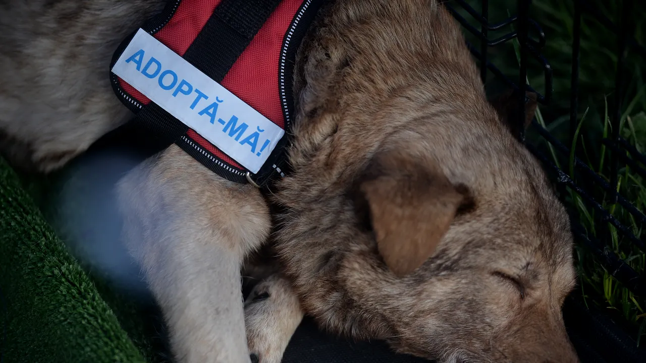 Târg de adopţii şi demonstraţii de dresaj de Ziua Mondială a Animalelor la Muzeul Antipa