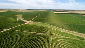 Producția de vin în România, între tradiție și inovație