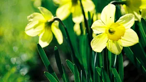 MESAJE DE FLORII. Ce urări le puteţi face celor dragi cu ocazia onomasticii