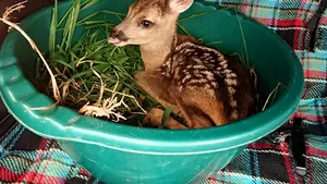 Imagini impresionate cu un pui de căprior, găsit în lunca Bistriţei | FOTO