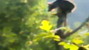 Buzău: Urs blocat de două zile într-un copac. Autorităţi: Poate fi foarte agresiv - VIDEO