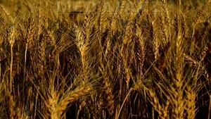 Agric Min Says Romania Will Export Wheat, Corn Of Almost EUR800M In 2010