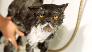 Nu dezinfecta animalul tău de companie cu gel hidroalcoolic, detergent sau alţi dezinfectanţi chimici