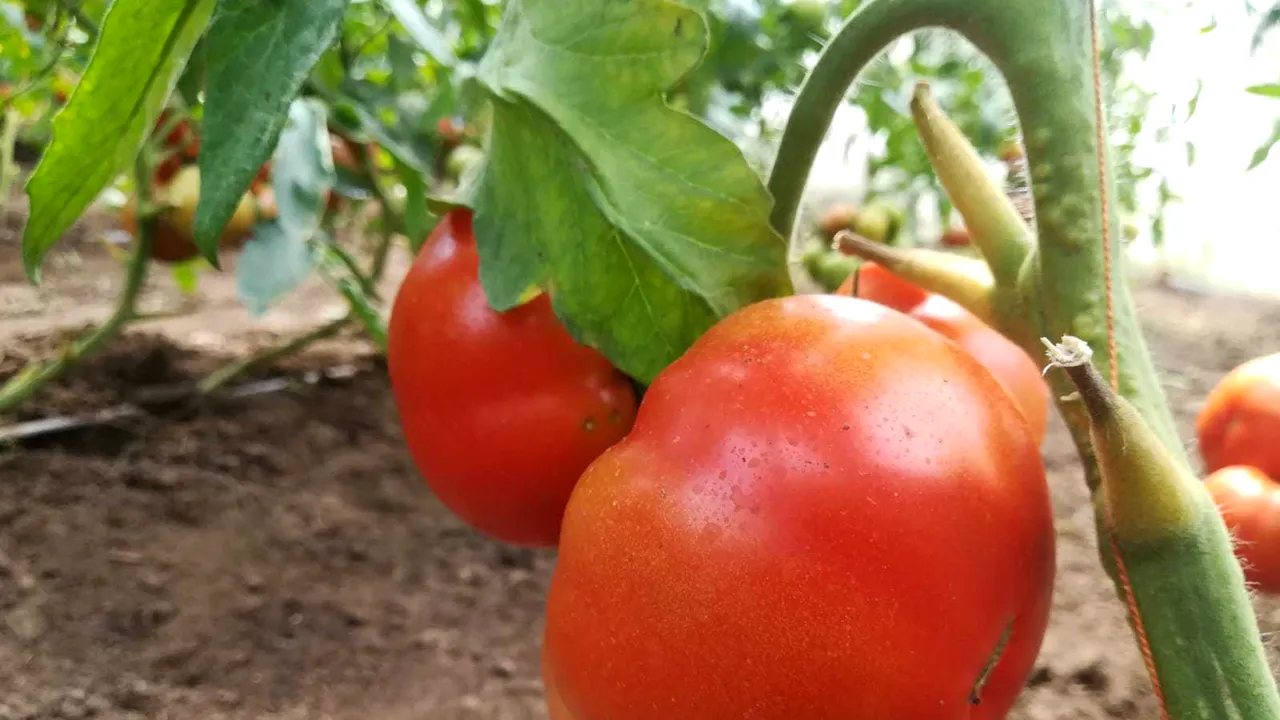 Legume „tratate” cu bondari, în loc de pesticide, în Buzău | FOTO, VIDEO