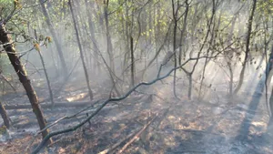 INCENDIU de vegetaţie în Munţii Ciucaş: Zeci de pompieri intervin pentru stingerea focului