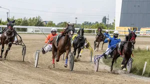 O directoare la stat, proprietară de cai de zeci de mii de euro, dată în judecată pe motiv că n-a plătit cazarea iepelor şi a armăsarului 