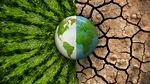 Darwin, avem o problemă? Încălzirea globală se accelerează de 5.000 de ori mai rapid decât poate evolua cel mai consumat aliment din lume