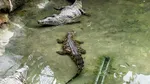Italian arestat pentru că deținea doi crocodili dintr-o specie rară și periculoasă. Ce au mai descoperit polițiștii