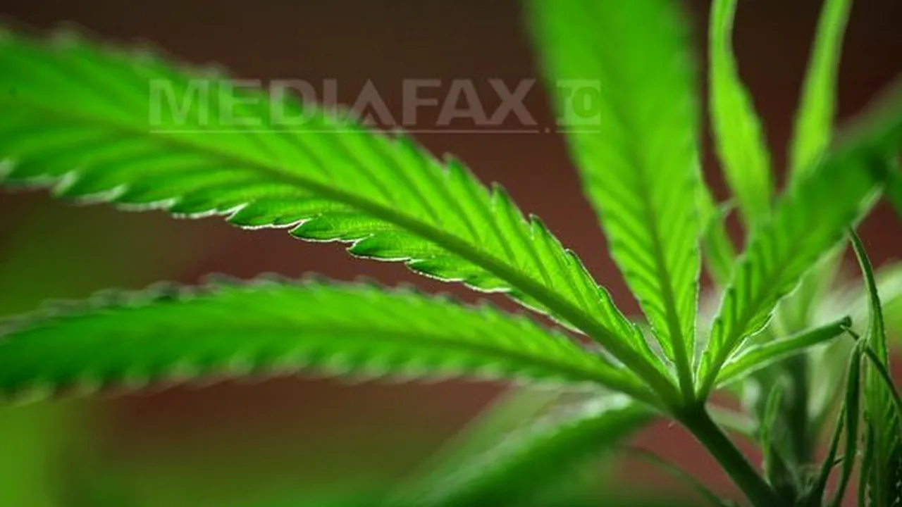 Plante de canabis în valoare de peste un miliard de dolari, distruse în parcurile naturale din Statele Unite