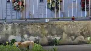 Povestea emoţionantă a câinelui Oliver. Merge în fiecare zi 1 km până la mormântul stăpânei, ucisă de coronavirus la doar 16 ani