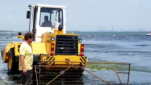 Peste 800 de tone de alge, strânse în ultimele 48 de ore de pe litoralul românesc