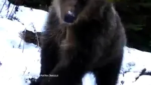 VIDEO Un pui de urs, ajutat de ursoaică, a reuşit să „fure” o cameră de monitorizare a faunei din Piatra Craiului 