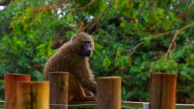 LIFE Cum a reacționat o femeie atunci când a întâlnit în bucătăria casei ei o maimuță care fura fructe